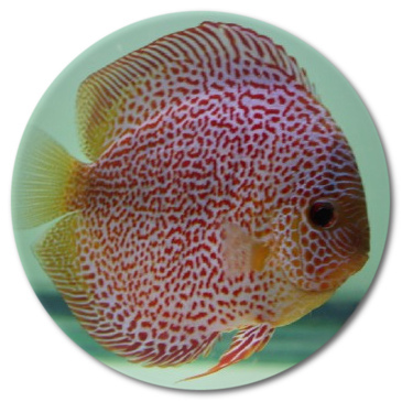Red Leopard Snakeskin Discus Fish 2.5 inch